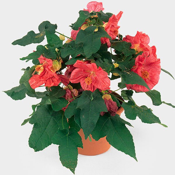 Abutilon