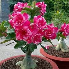 Adenium