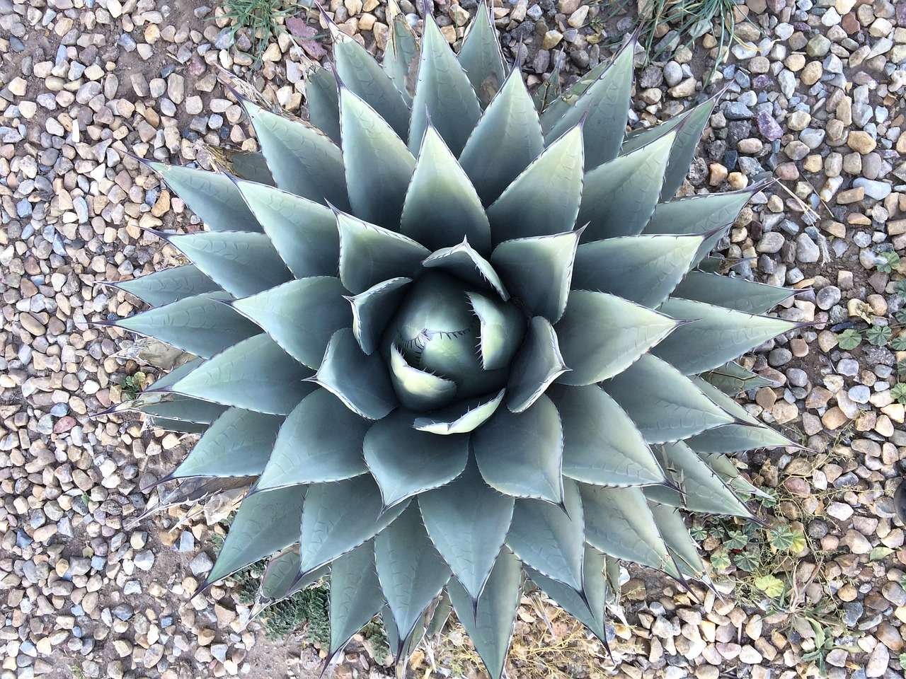 Agave