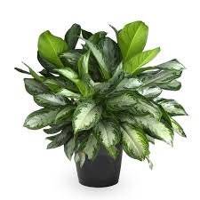 Aglaonema