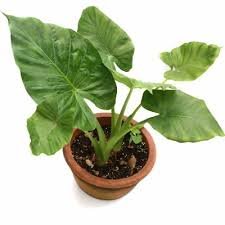 Alocasia