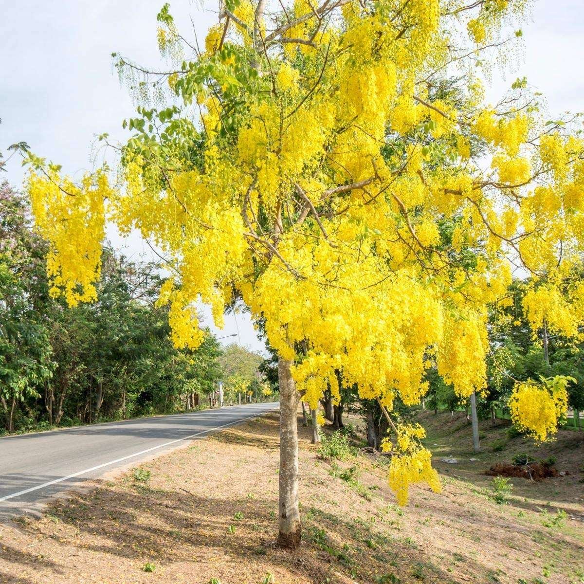 Amaltas