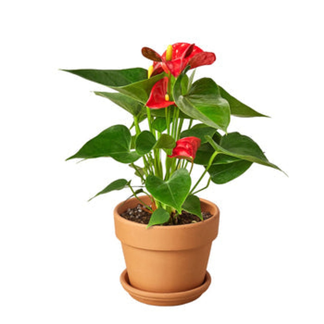 Anthurium