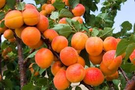 Apricot