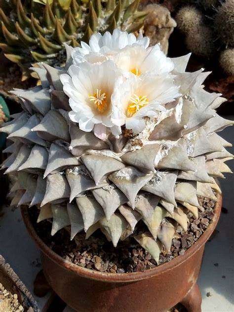 Ariocarpus