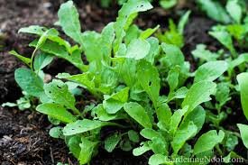 Arugula