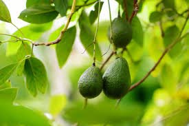 Avocado