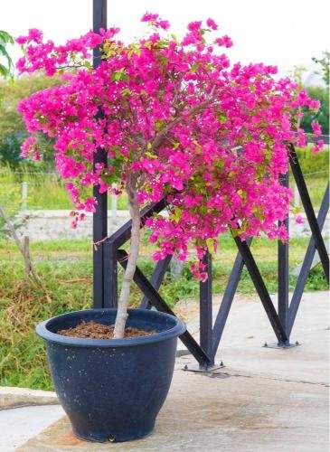 BOUGAINVILLEA