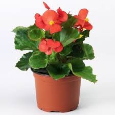 Begonia