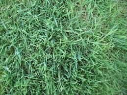 Bentgrass