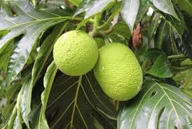Breadfruit