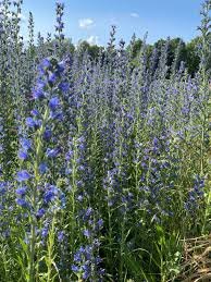 Bugloss