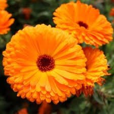 Calendula