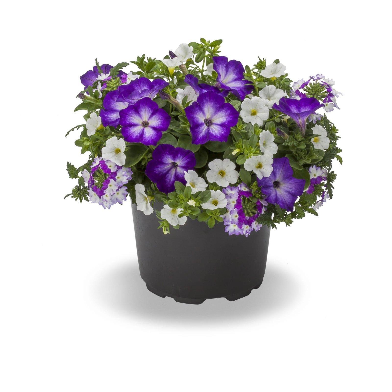 Calibrachoa
