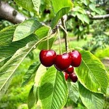 Cherry