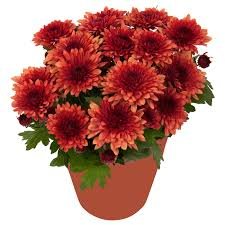 Chrysanthemum