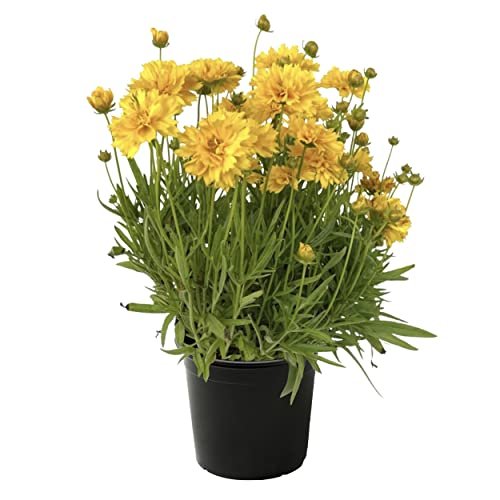 Coreopsis