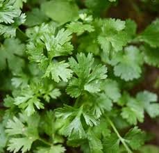 Coriander