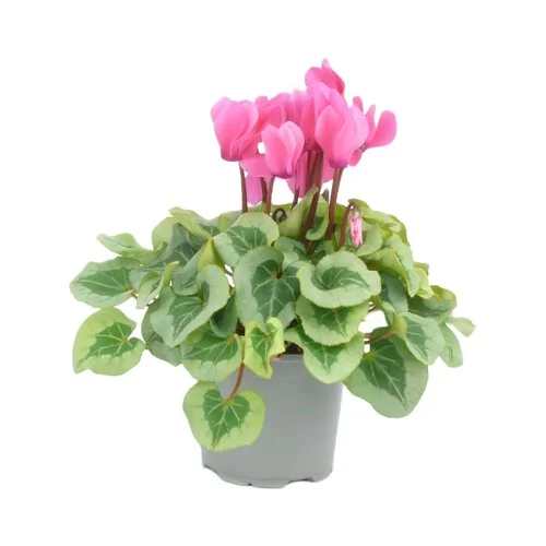 Cyclamen