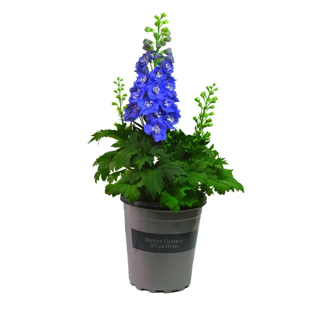 Delphinium