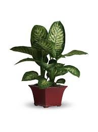 Dieffenbachia