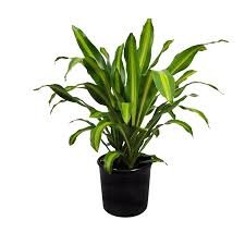 Dracaena