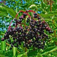Elderberry