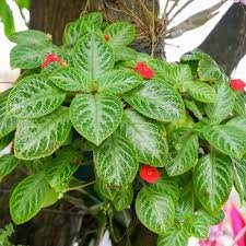 Episcia