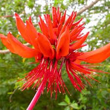 Erythrina