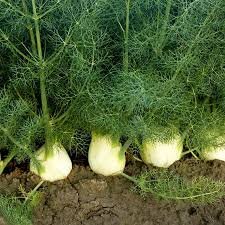 Fennel