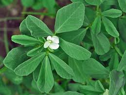 Fenugreek