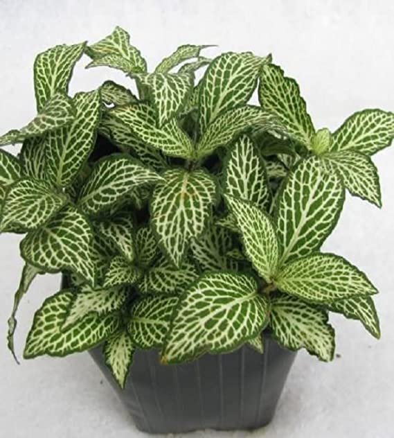 Fittonia