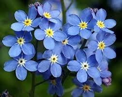 Forget-Me-Not
