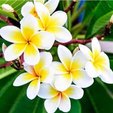 Frangipani