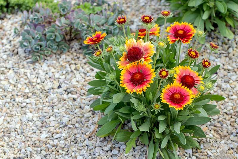 Gaillardia