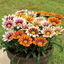 Gazania