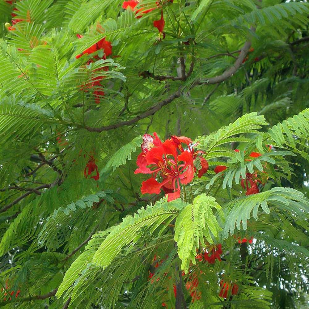 Gulmohar