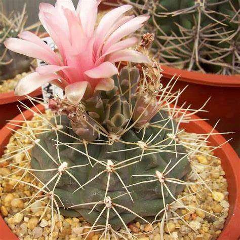 Gymnocalycium