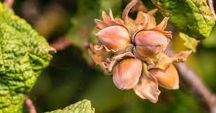 Hazelnut