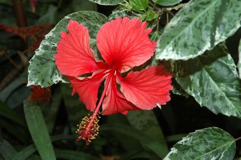 Hibiscus_Cooperi