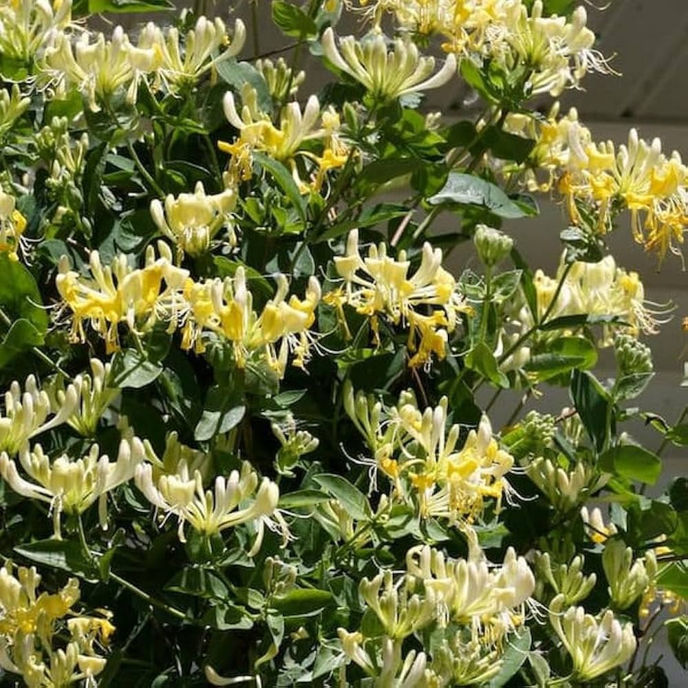 Honeysuckle