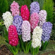 Hyacinth 124