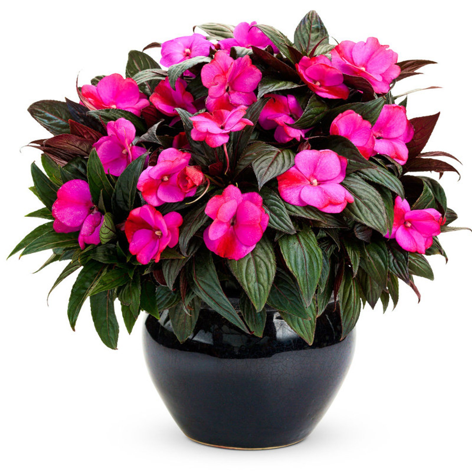 Impatiens