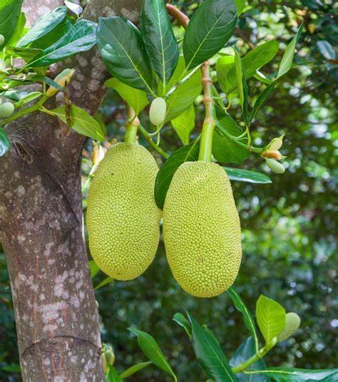 Jackfruit
