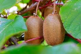 Kiwi