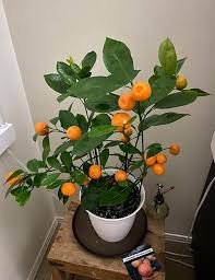 Kumquat