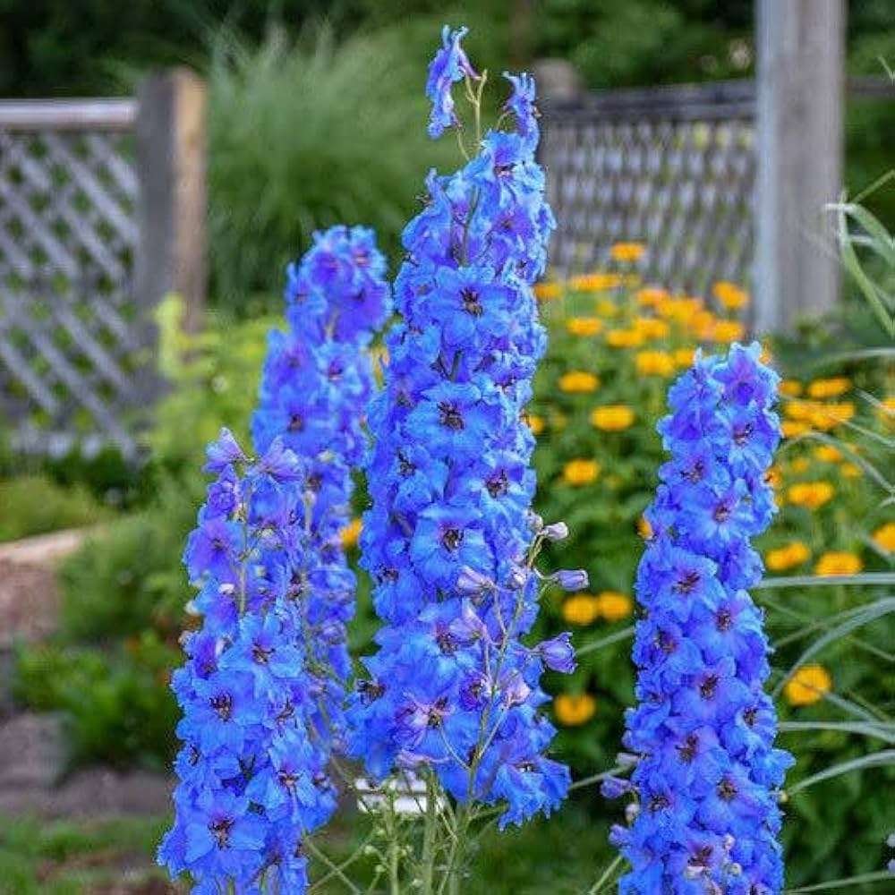 Larkspur