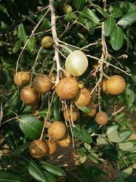 Longan