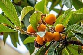 Loquat