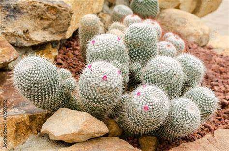 Mammillaria